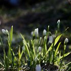 Der Frühling kommt bald