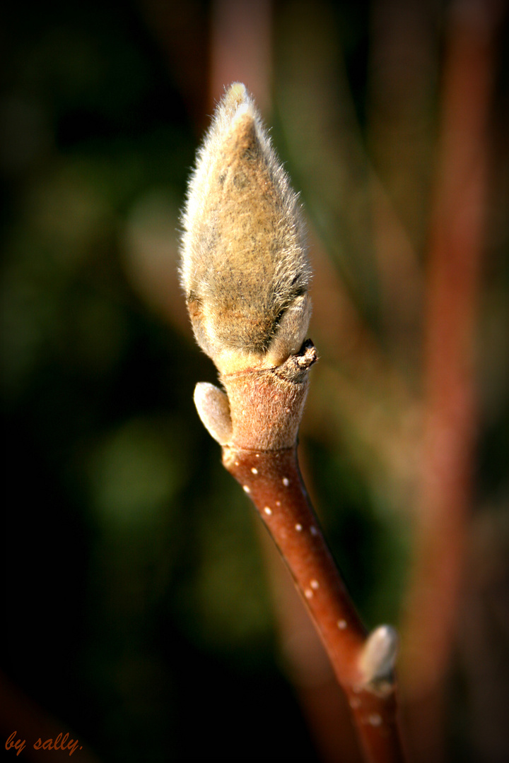 Der Frühling kommt bald'