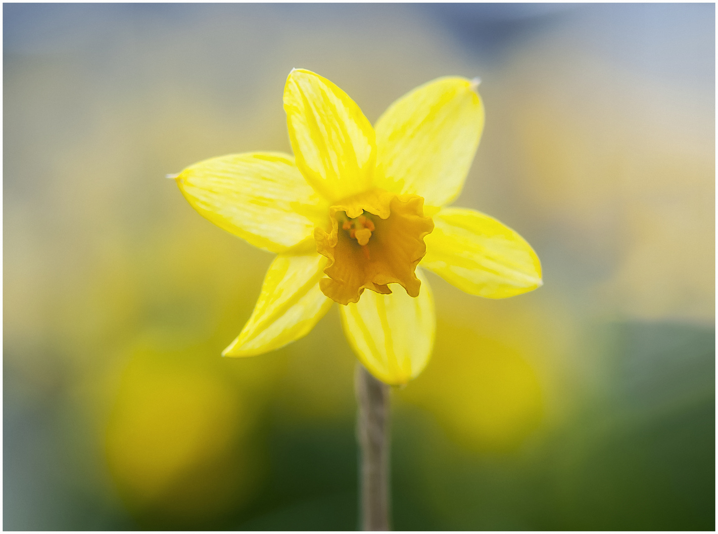 Der Frühling kommt  bald 