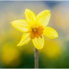 Der Frühling kommt  bald 