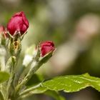 Der Frühling kommt bald