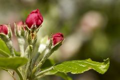 Der Frühling kommt bald