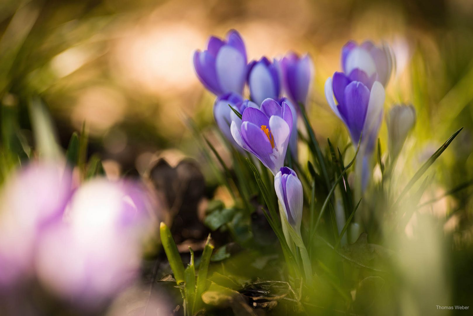 Der Frühling kommt bald