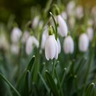 der Frühling kommt bald...