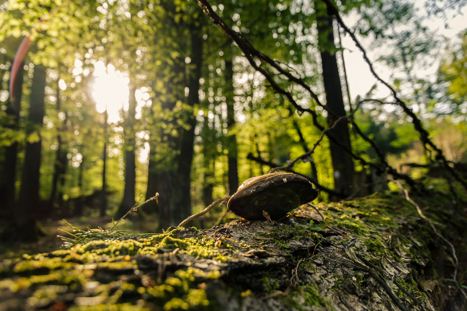 Der Frühling kommt