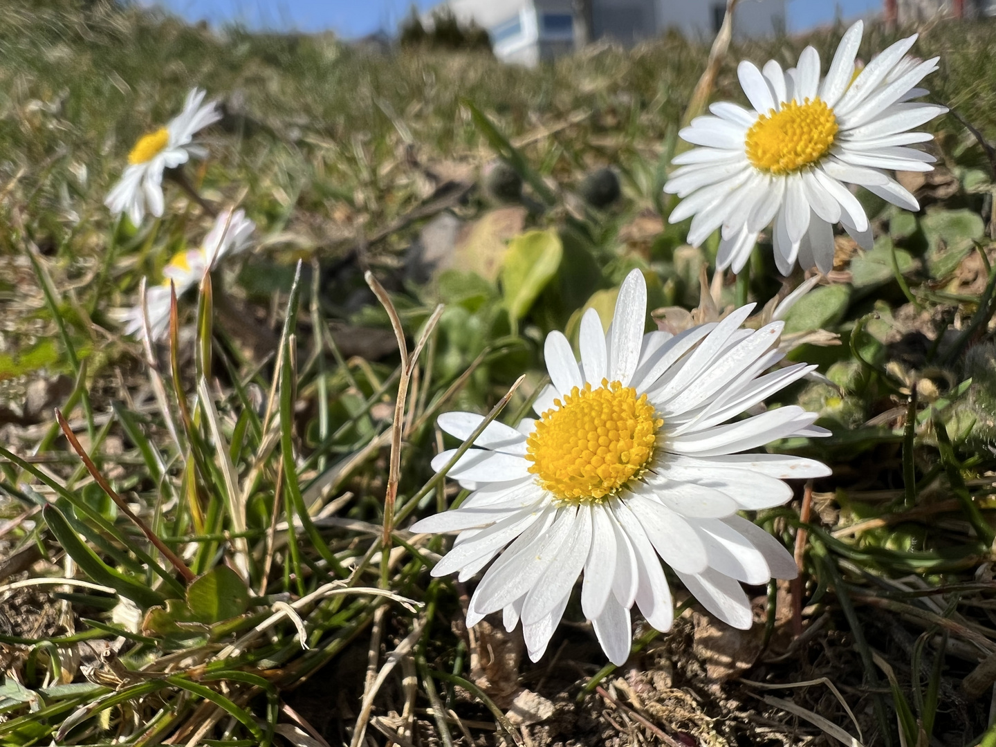 Der Frühling kommt