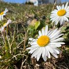 Der Frühling kommt