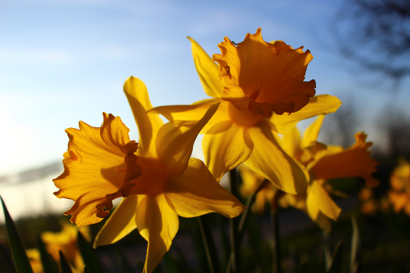 Der Frühling kommt