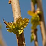 Der Frühling kommt...