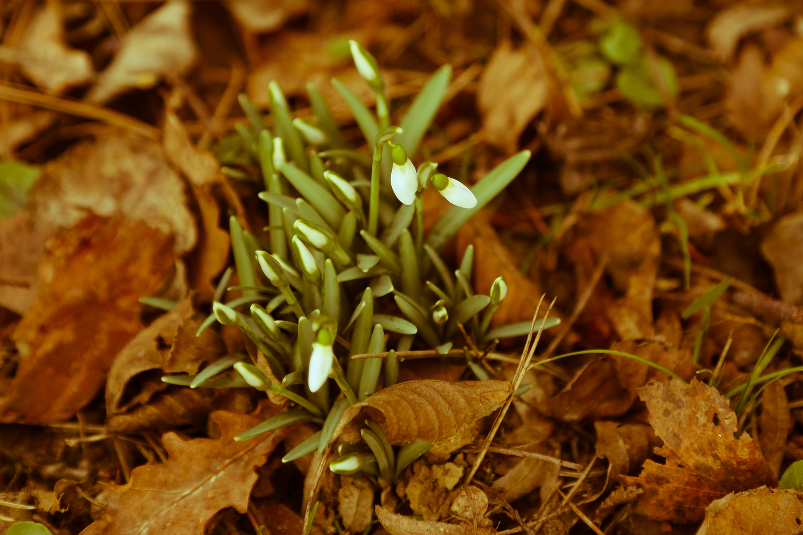 Der Frühling kommt bereits....