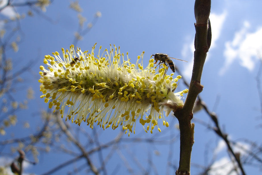 Der Frühling kommt bestimmt !!!