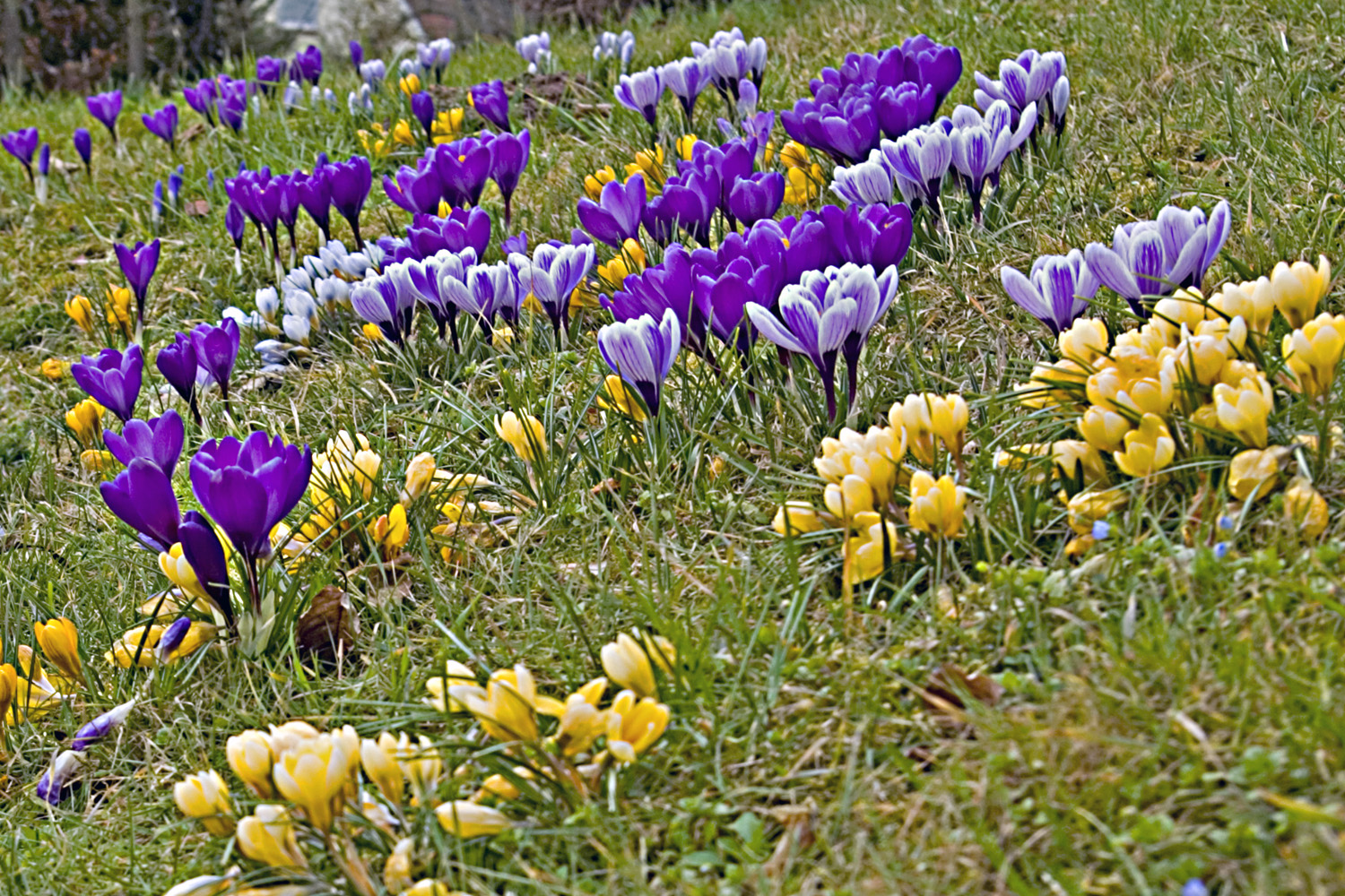 Der Frühling kommt bestimmt !!!