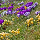 Der Frühling kommt bestimmt !!!