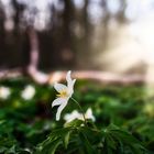 Der Frühling kommt bestimmt