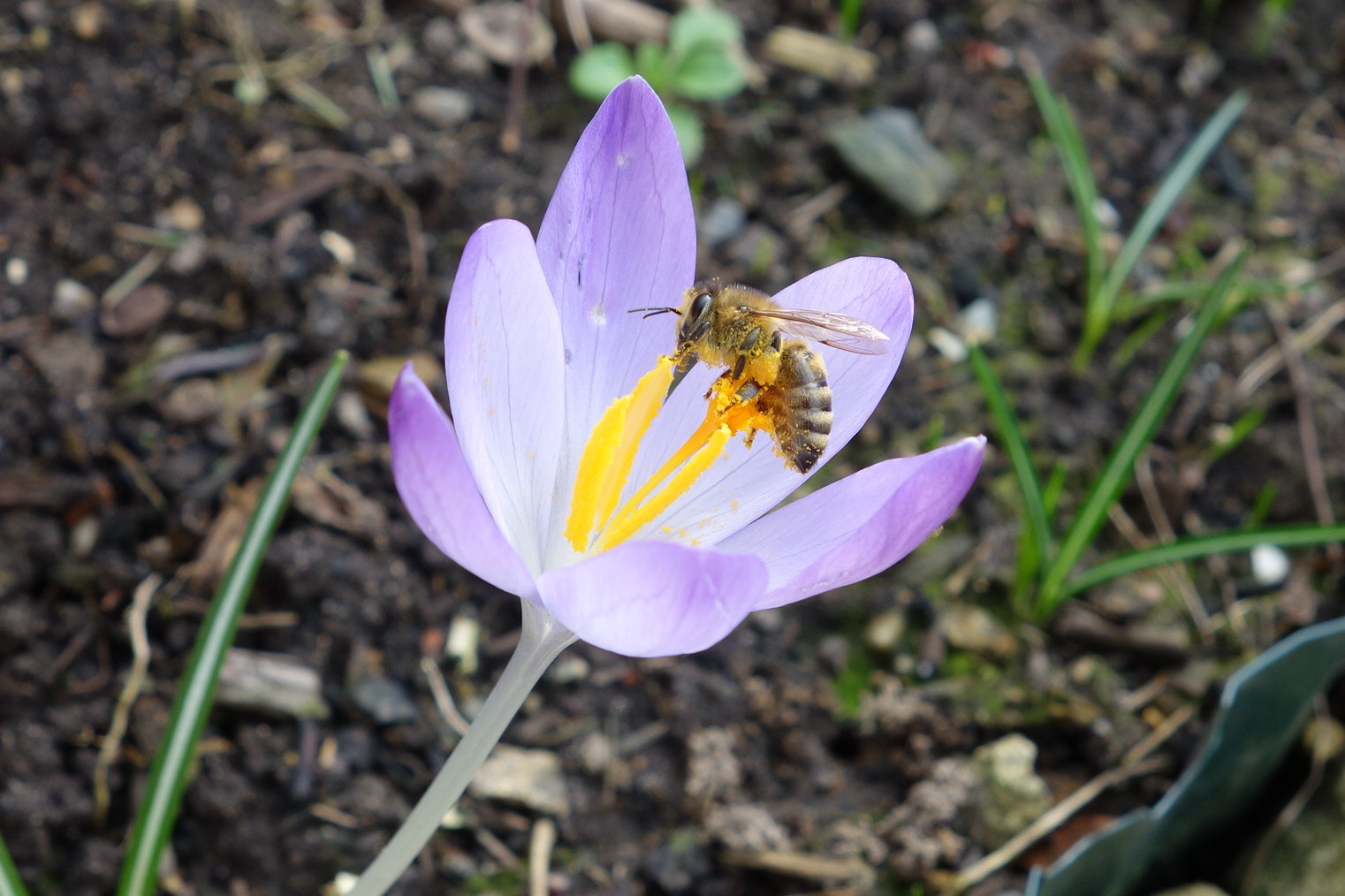 Der Frühling kommt bestimmt