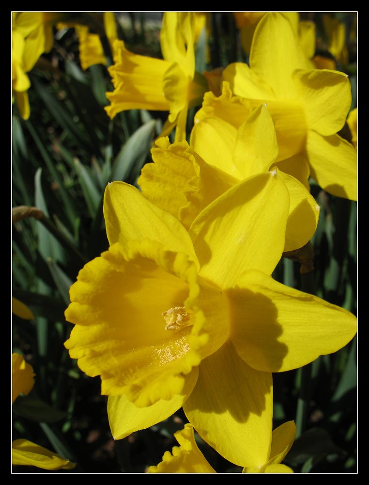 der Frühling kommt bestimmt !