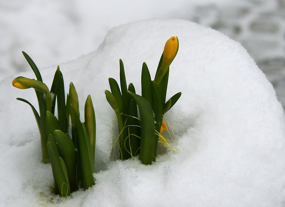 Der Frühling kommt bestimmt