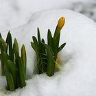 Der Frühling kommt bestimmt