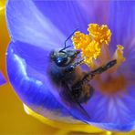 Der Frühling kommt bestimmt :-)