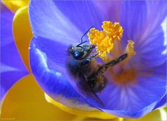 Der Frühling kommt bestimmt :-)