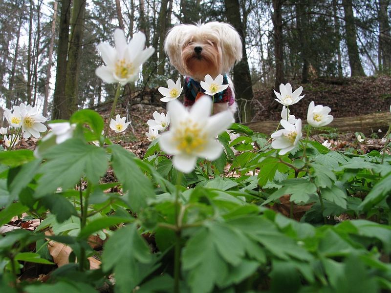 der Frühling kommt bestimmt wieder ....