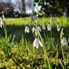 Der Frühling kommt