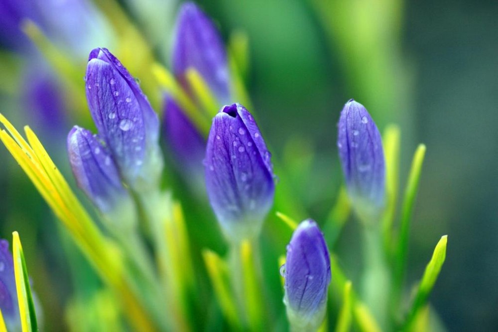 Der Frühling kommt...