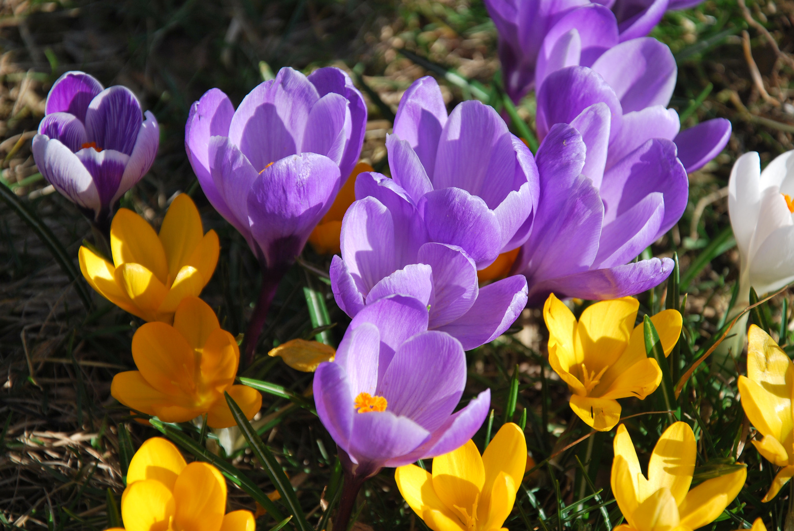 Der Frühling kommt