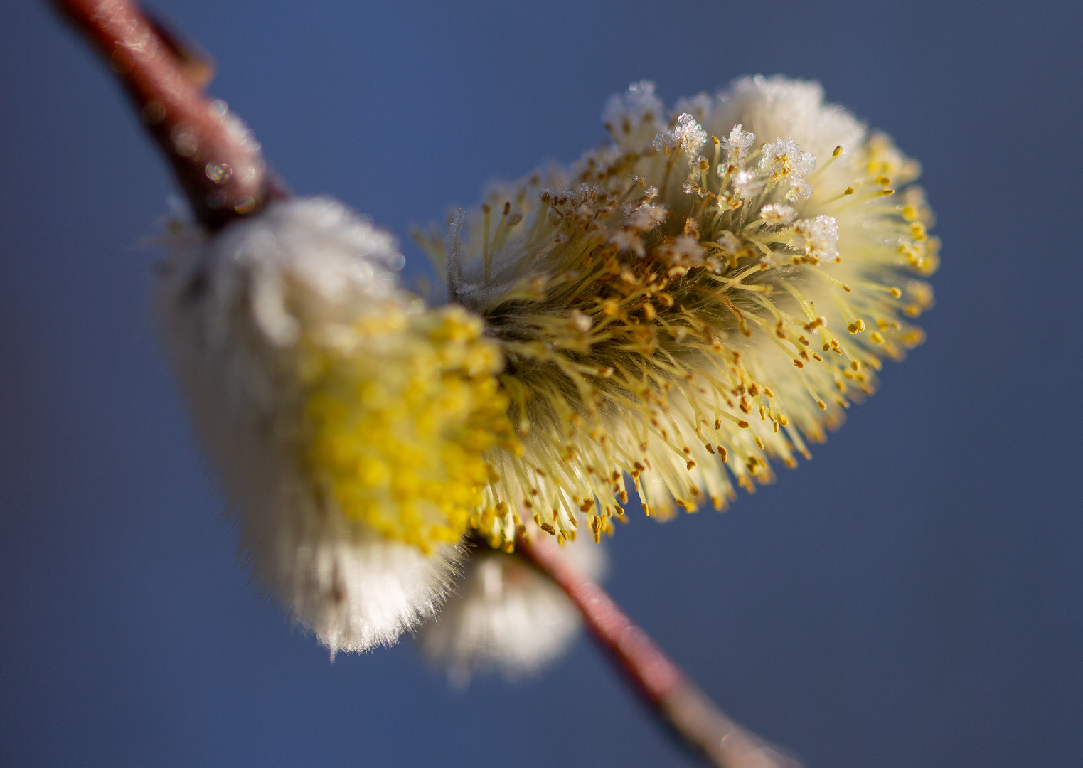 der Frühling kommt