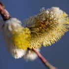 der Frühling kommt