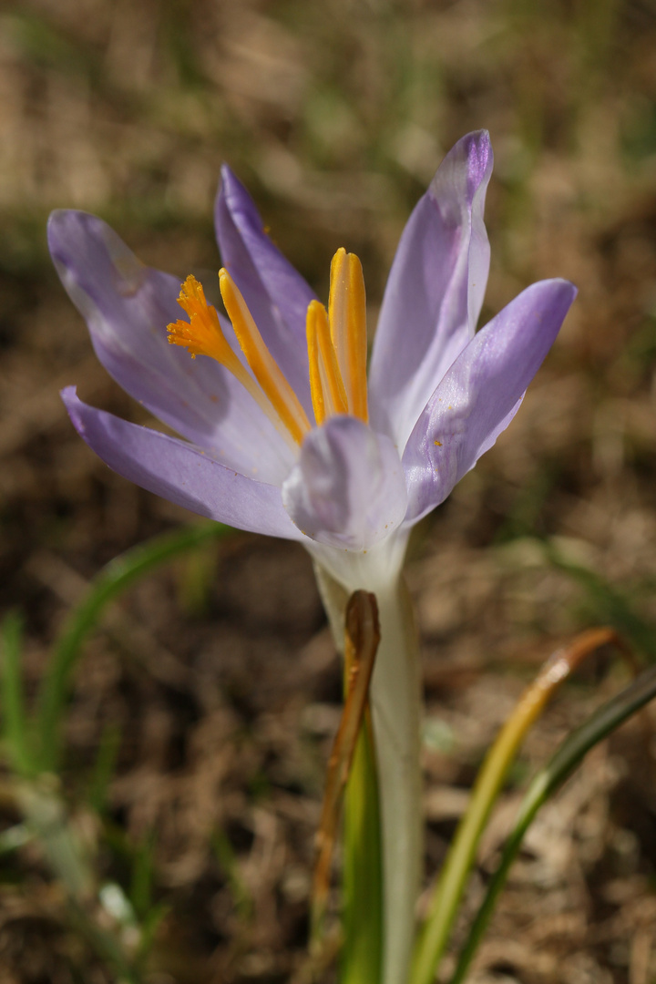 Der Frühling kommt