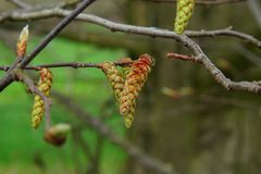 Der Frühling kommt...