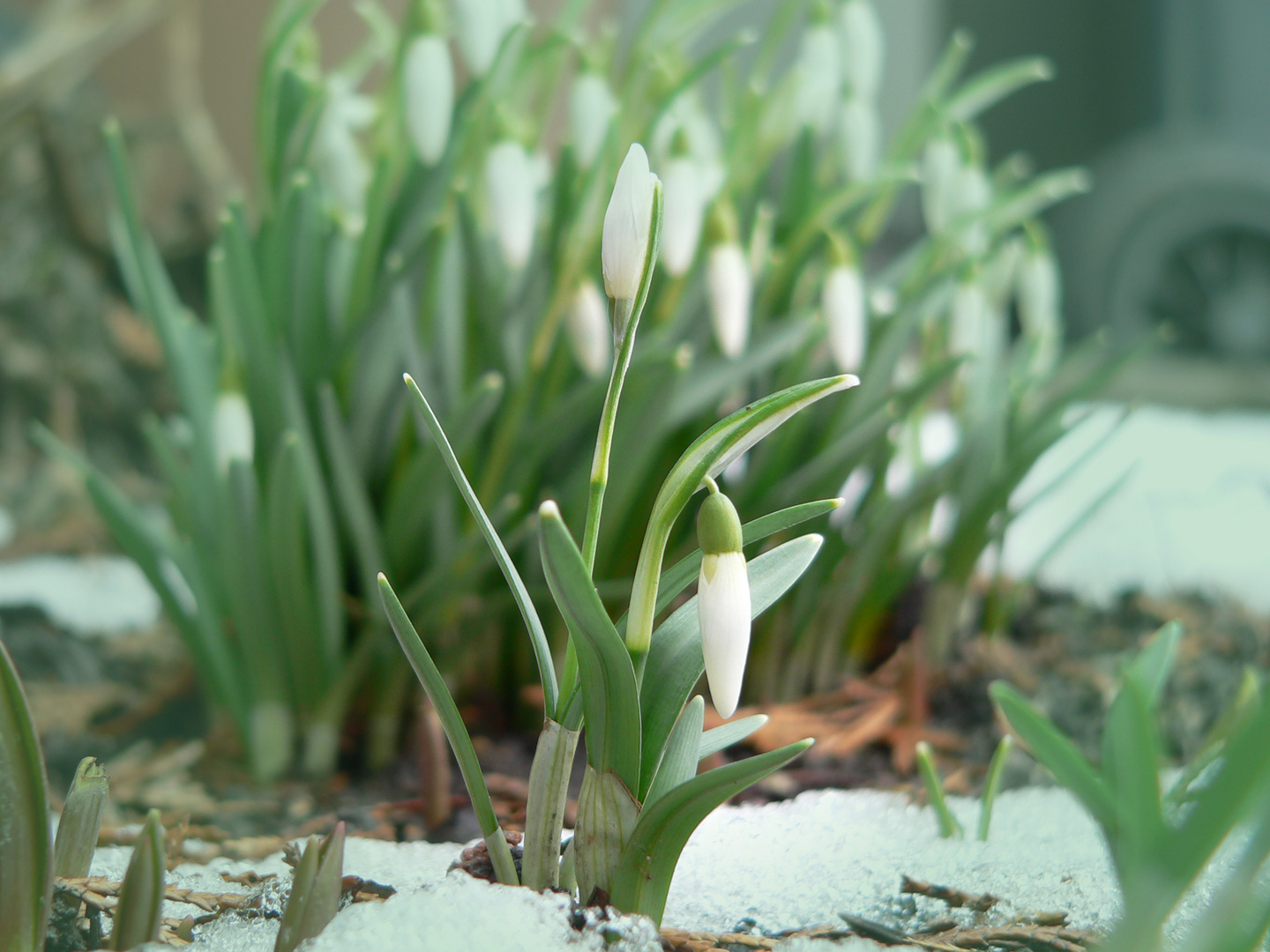 Der Frühling kommt !