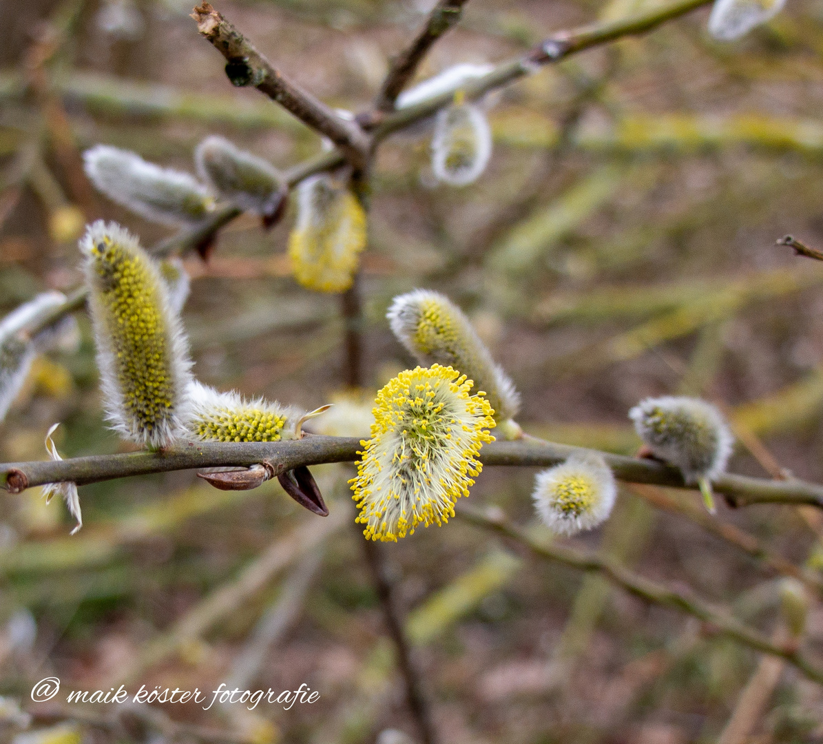 Der Frühling kommt 