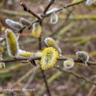 Der Frühling kommt 