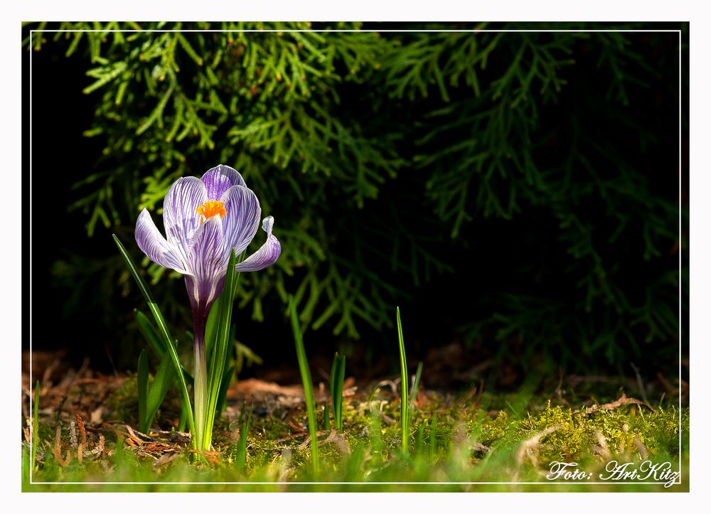 Der Frühling kommt!!!