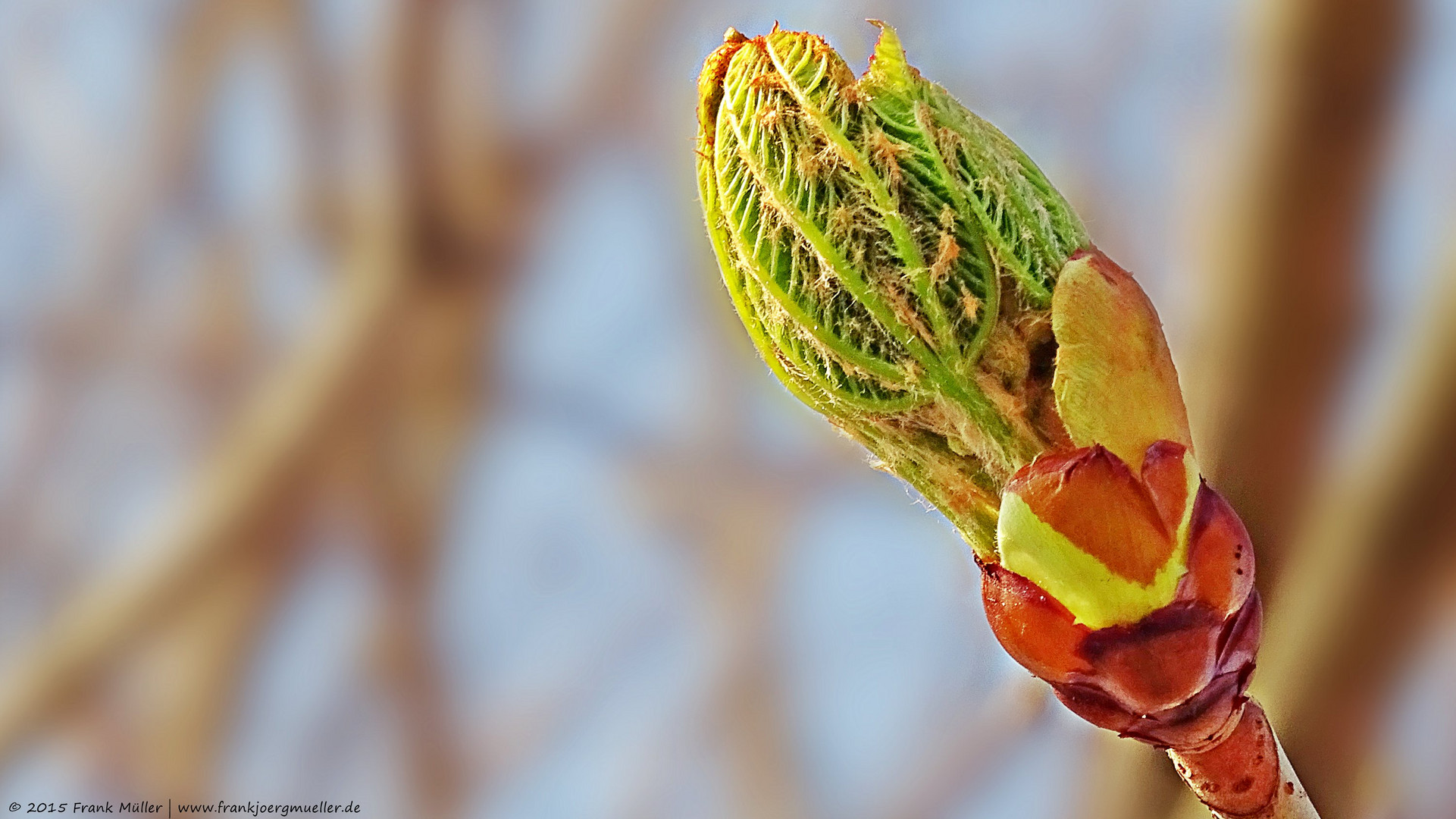 Der Frühling kommt