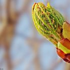 Der Frühling kommt