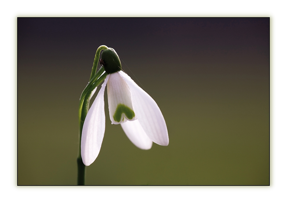 Der Frühling kommt