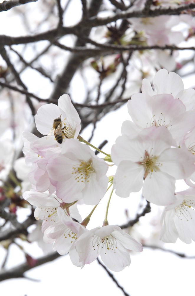 Der Frühling kommt