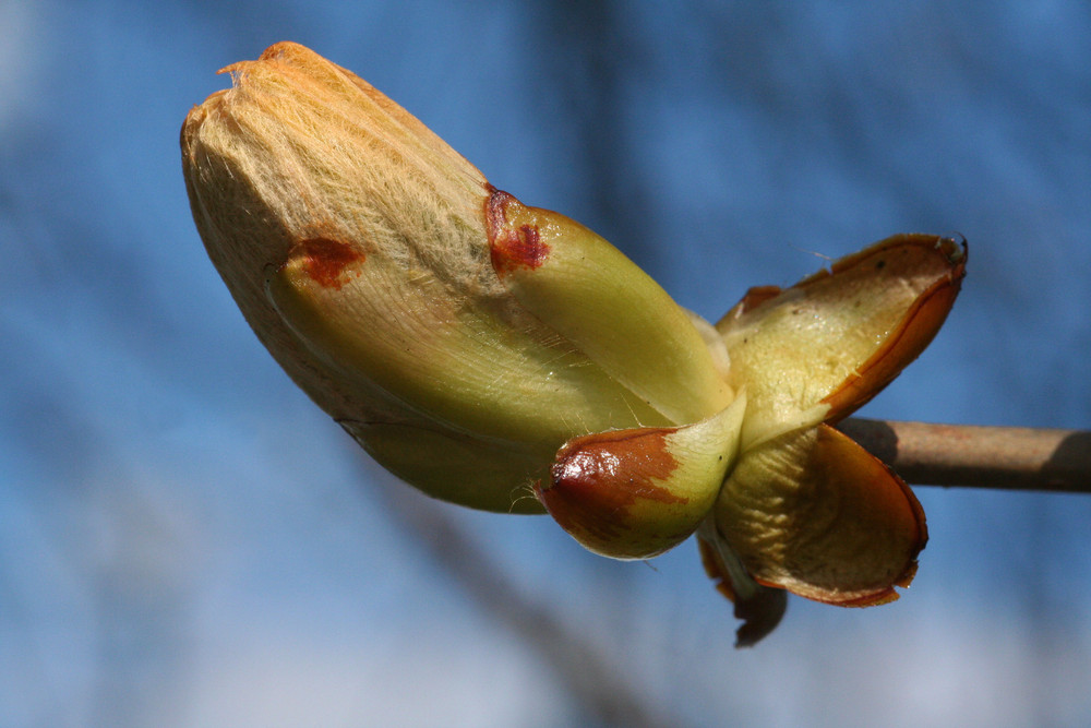 Der Frühling kommt !!!