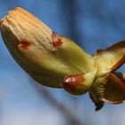 Der Frühling kommt !!!