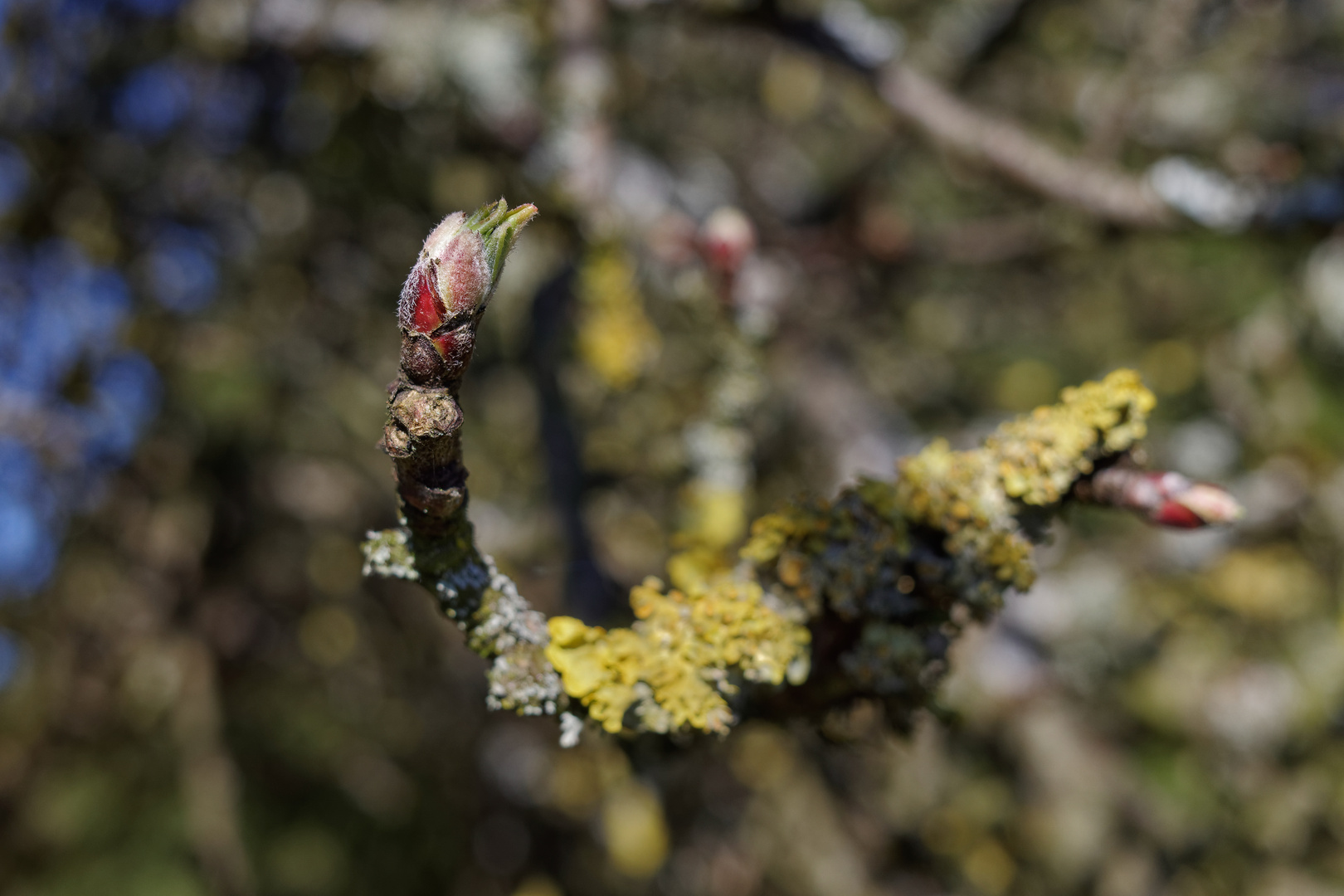 Der Frühling kommt