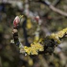 Der Frühling kommt