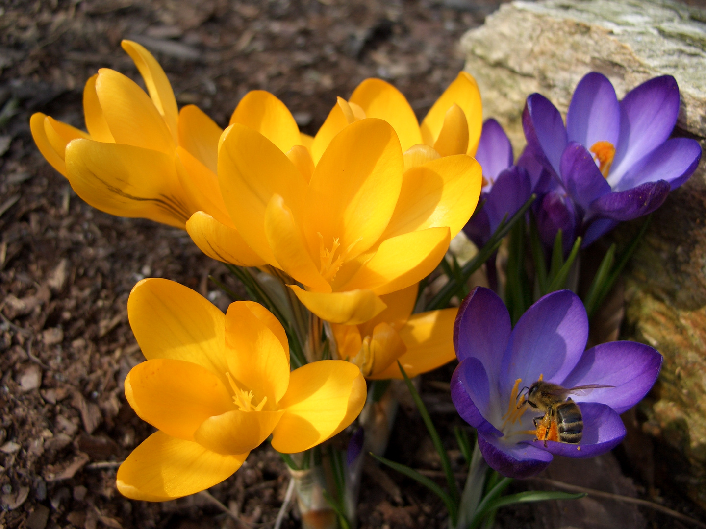 Der FRÜHLING kommt !