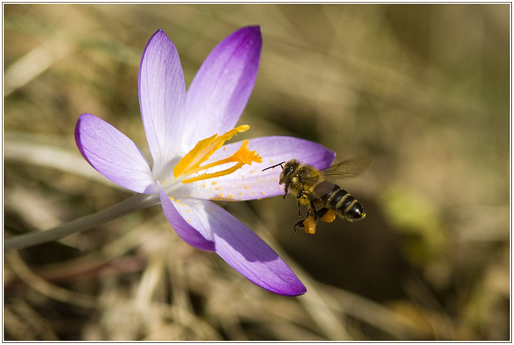 Der Frühling kommt ....