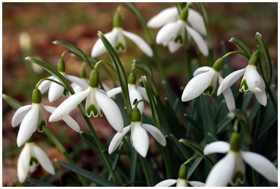 Der Frühling kommt....