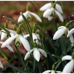 Der Frühling kommt....