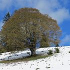 Der Frühling kommt