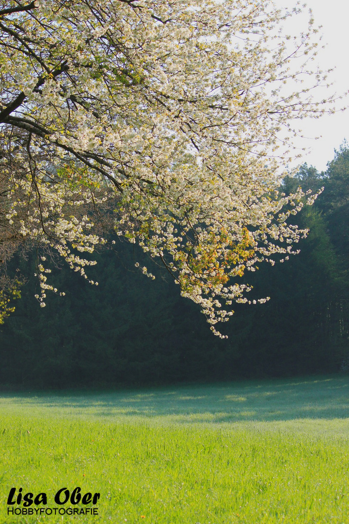 Der Frühling kommt